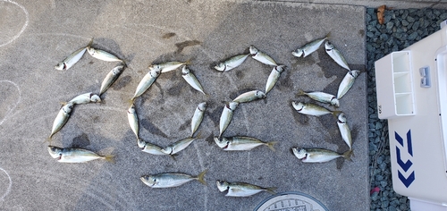 アジの釣果