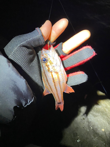 ネンブツダイの釣果