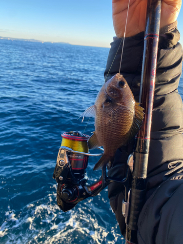 スズメダイの釣果