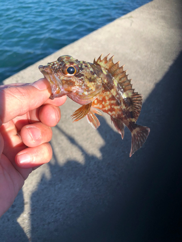 カサゴの釣果