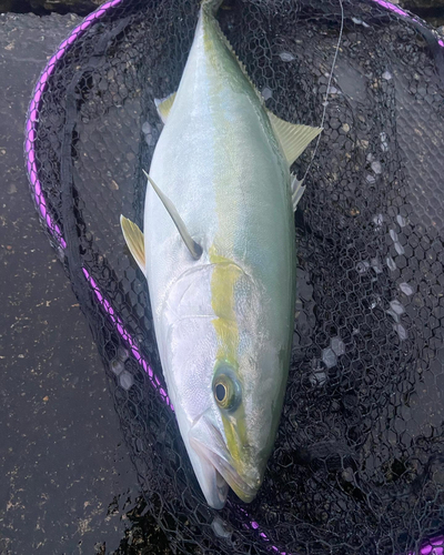 メジロの釣果