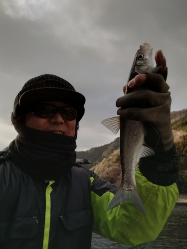 ウグイの釣果