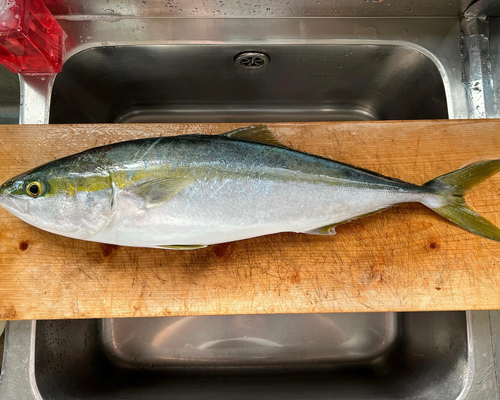 メジロの釣果