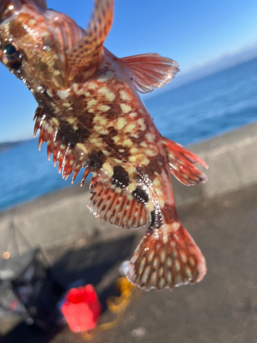 アヤメカサゴの釣果