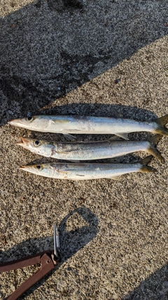 カマスの釣果