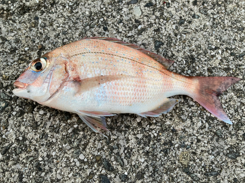 タイの釣果