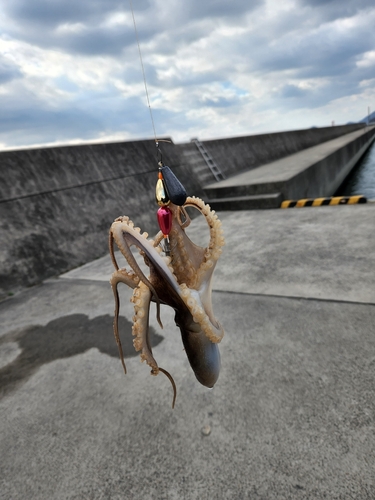 イイダコの釣果