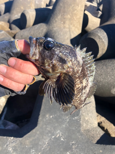 クロソイの釣果