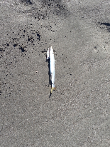 カマスの釣果