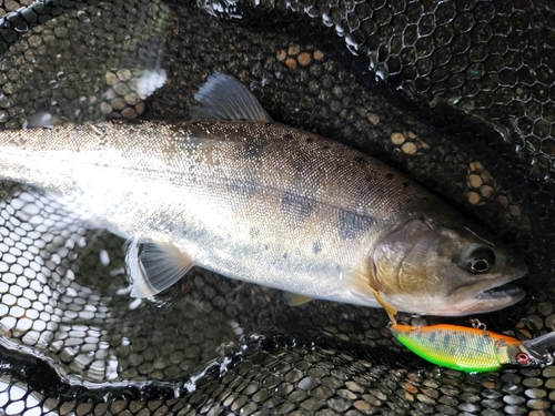 アマゴの釣果