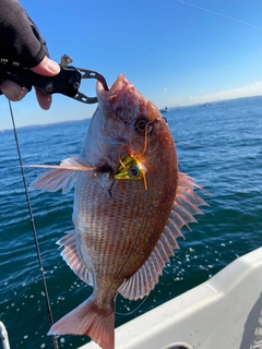 マダイの釣果