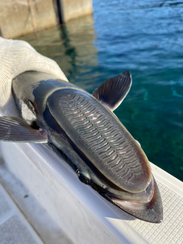 コバンザメの釣果