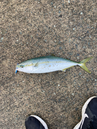 ハマチの釣果