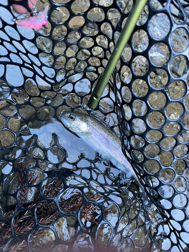 レインボートラウトの釣果