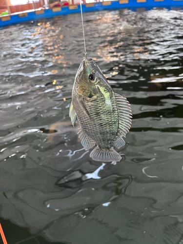 ティラピアの釣果