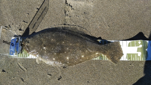 ソゲの釣果