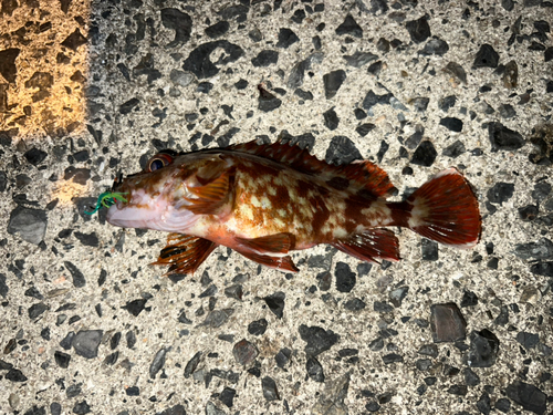 カサゴの釣果