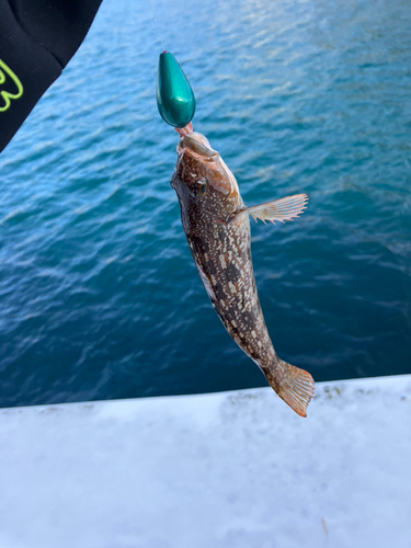 アイナメの釣果