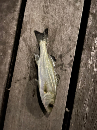 セイゴ（マルスズキ）の釣果