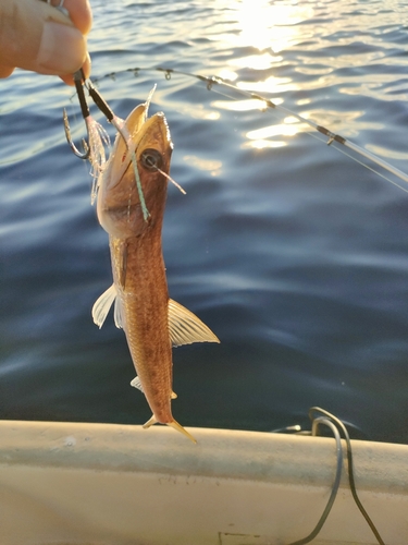 エソの釣果