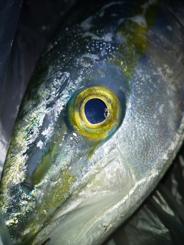 ハマチの釣果