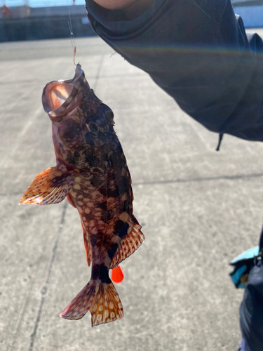 カサゴの釣果