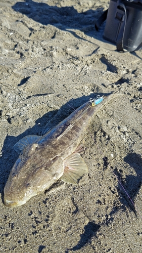 マゴチの釣果