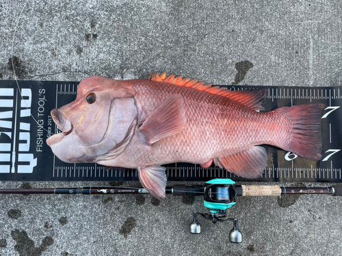 コブダイの釣果