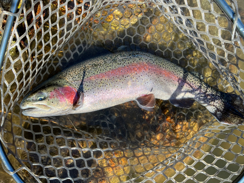 ニジマスの釣果