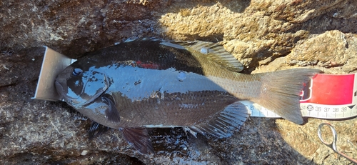 メジナの釣果