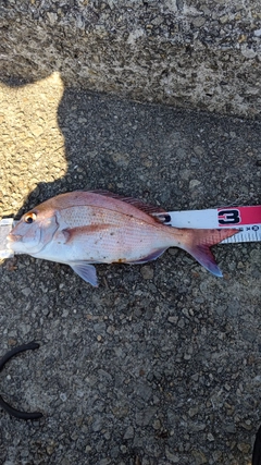 マダイの釣果