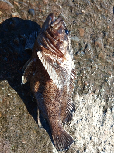 クロソイの釣果