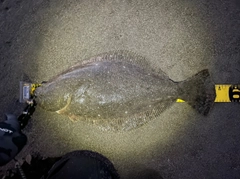 ヒラメの釣果