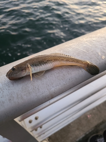 ハゼの釣果