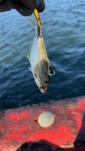 カマスの釣果