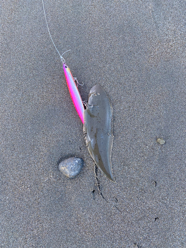 シタビラメの釣果