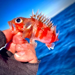 ユメカサゴの釣果