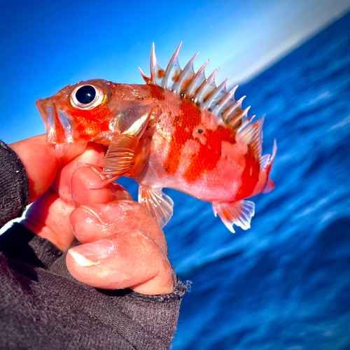 ユメカサゴの釣果