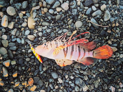 ミノカサゴの釣果