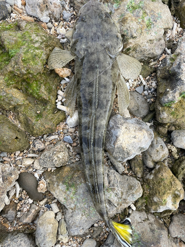 ミナミマゴチの釣果