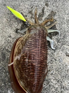 コウイカの釣果