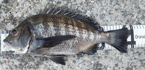 チヌの釣果