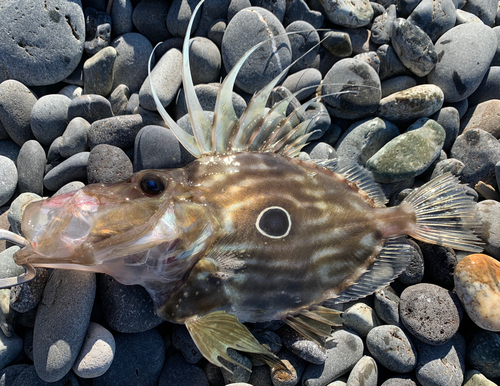 マトウダイの釣果