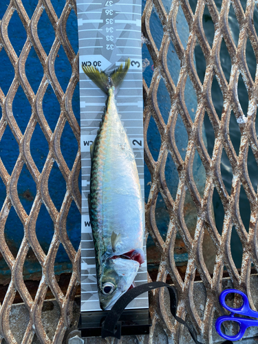 サバの釣果