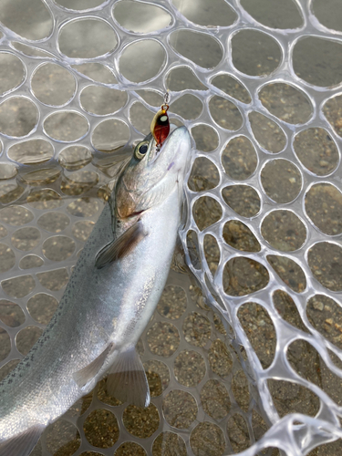 ニジマスの釣果