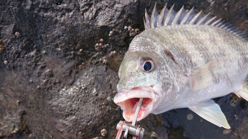 キビレの釣果