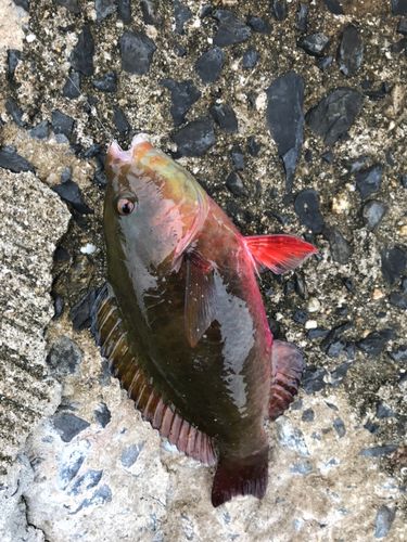 ブダイの釣果