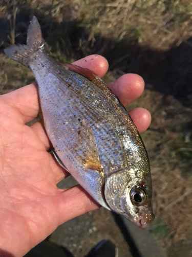 ウミタナゴの釣果