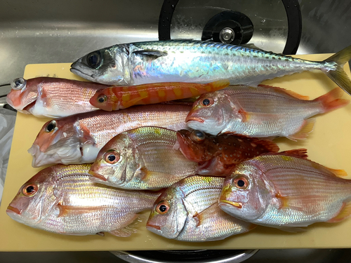 アマダイの釣果