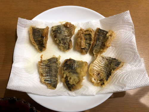 コノシロの釣果